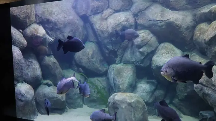 Akvaryum • Fotoğraf 25