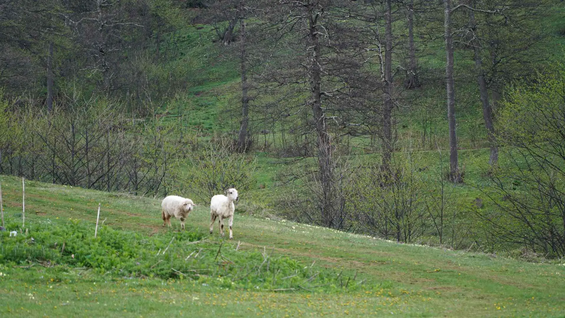 Çal Mağarası • Fotoğraf 3