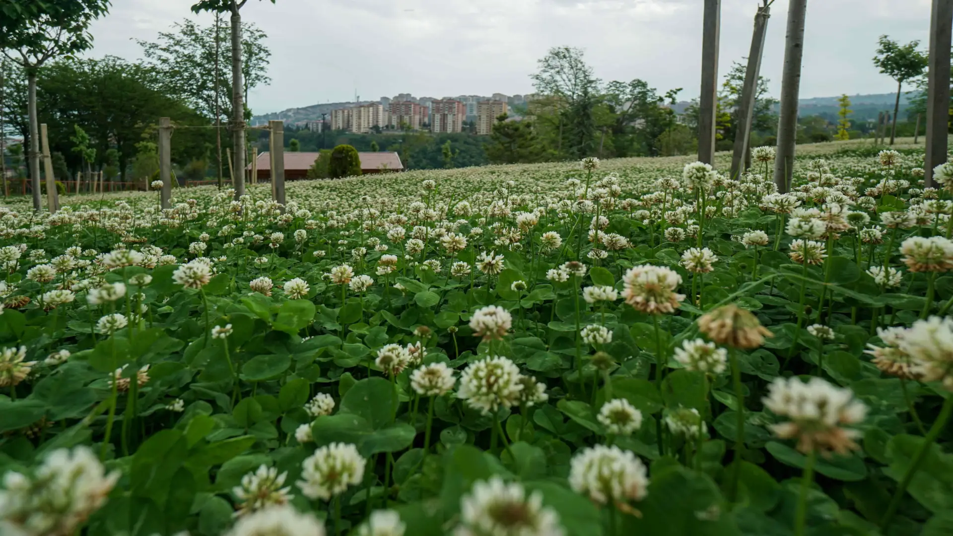 Botanik Parkı • Fotoğraf 11