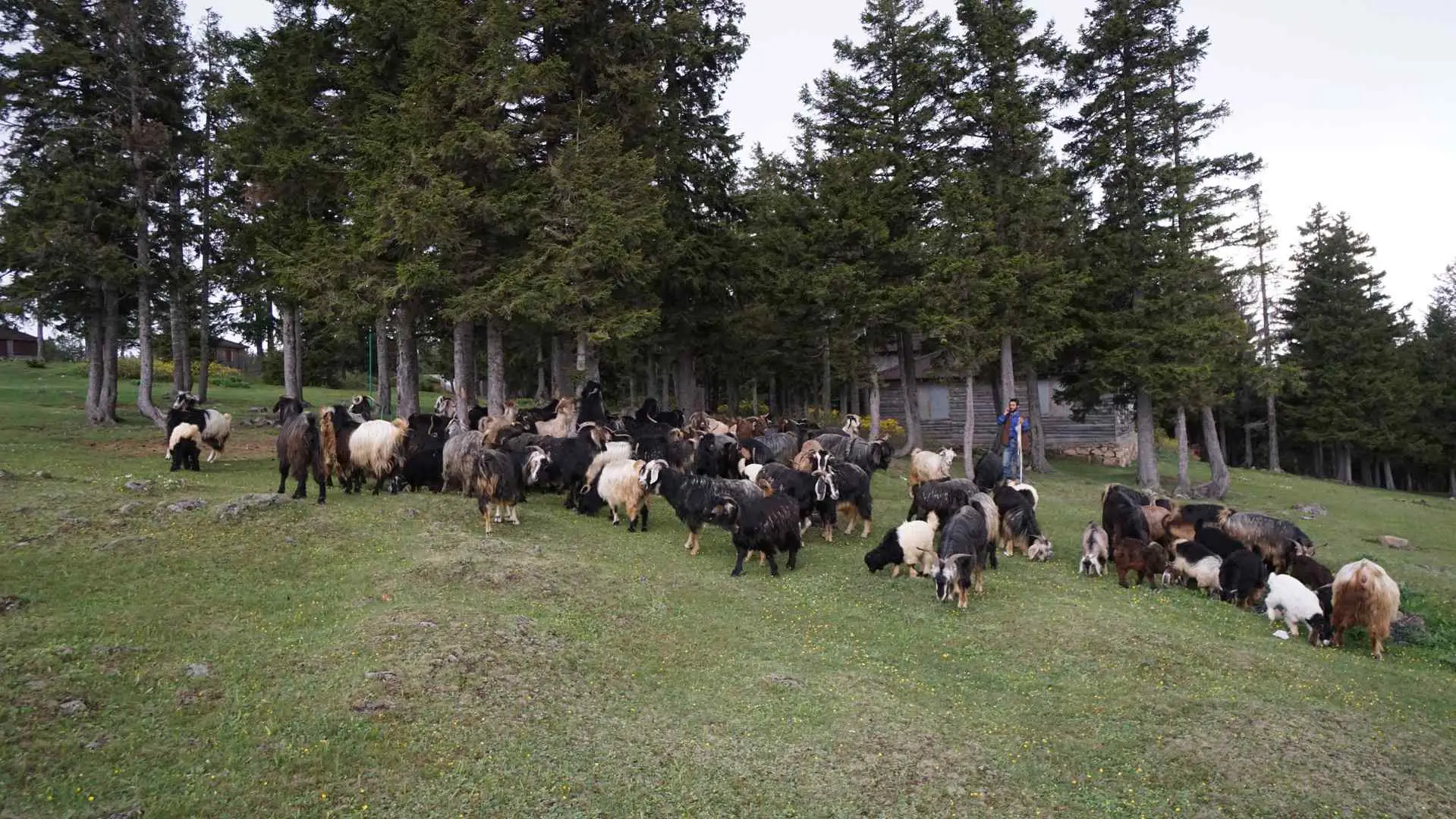 Kayabaşı Yaylası • Fotoğraf 16