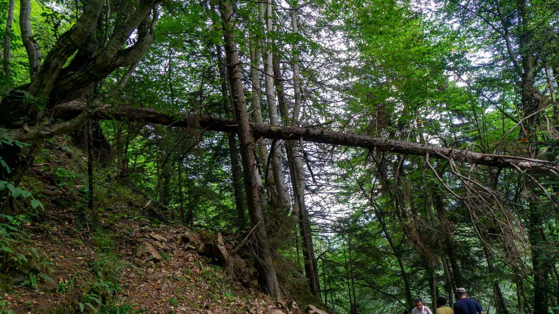Sümela Manastırı • Fotoğraf 24