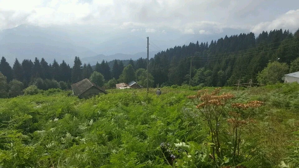 Kulindağı Yaylası Trabzon fotoğrafı 3