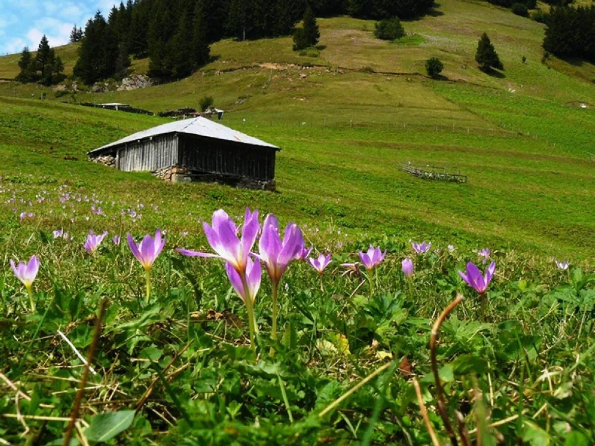 Mavura Yaylası Trabzon yayla manzarası