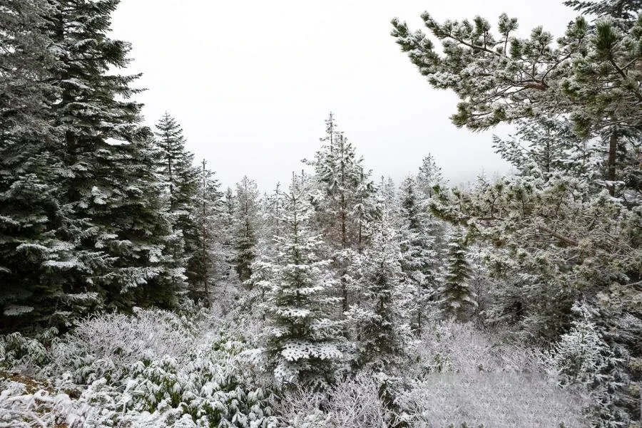 Sazalan Yaylası Trabzon fotoğrafı 2