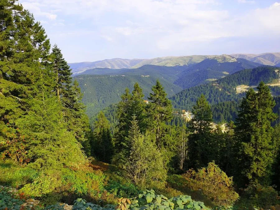 Sazalan Yaylası Trabzon fotoğrafı 4